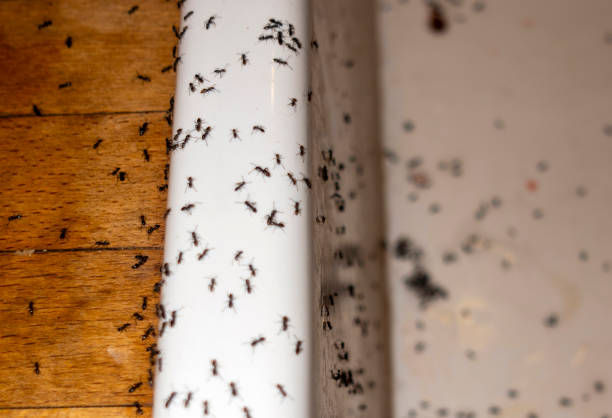 Best Pest Prevention Services  in Toquerville, UT