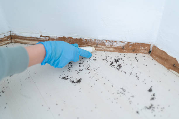 Best Pest Prevention Services  in Toquerville, UT